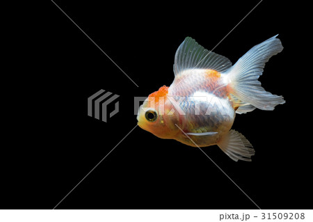 Goldfish Goldfish 31509208