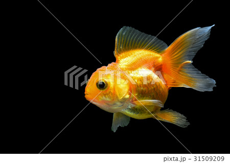Goldfish Goldfish 31509209