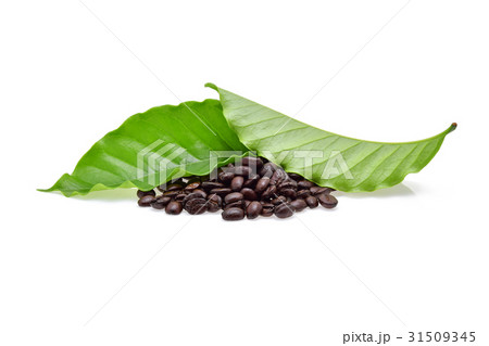 coffee bean with coffee leaf on white background 31509345