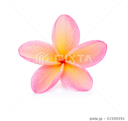 Frangipani flower with water droplets Frangipani flower with water droplets 31509391