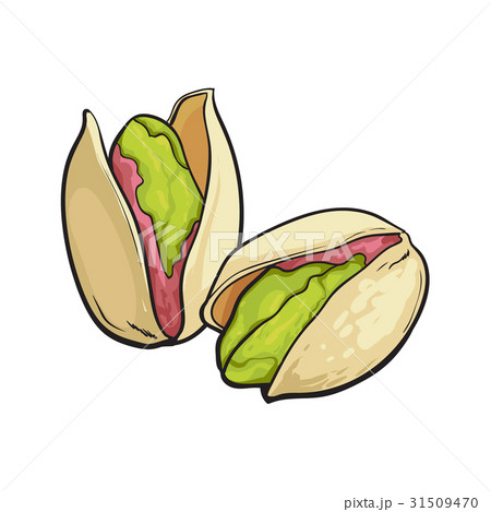 Two pistachio nuts, hand drawn isolated sketch 31509470
