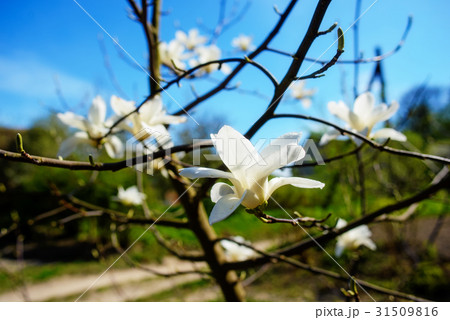 spring blossom against blue sky spring blossom against blue sky 31509816