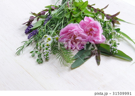 精油の植物 31509991