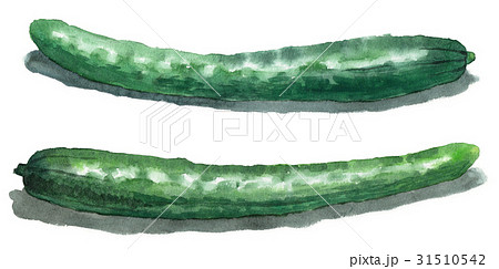 アナログ水彩きゅうり2本 31510542