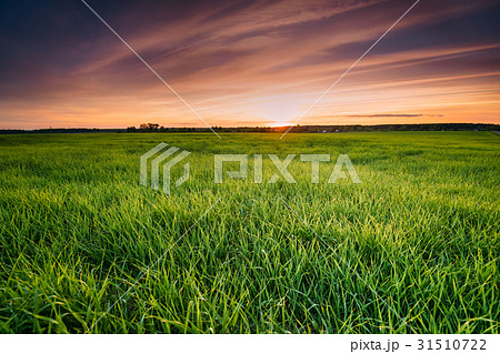 Landscape Of Young Spring Green Sprouts Of Wheat Landscape Of Young Spring Green Sprouts Of Wheat 31510722