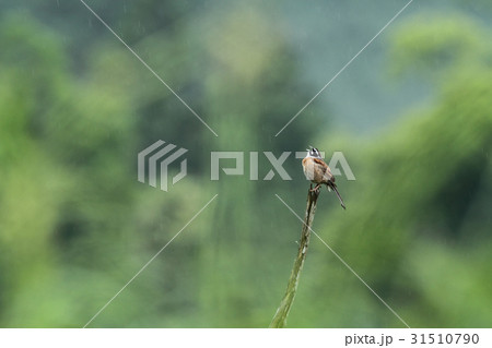 さえずるホオジロ さえずるホオジロ 31510790