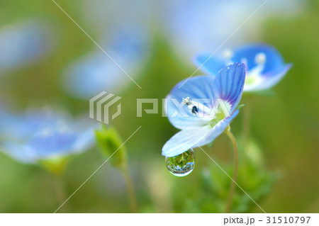 花雫 花雫 31510797