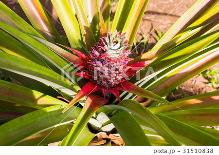 A red pineapple A red pineapple 31510838