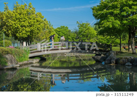 池を覗き込む 31511249