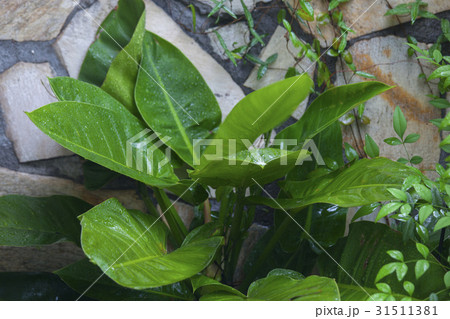 植物 工場 プランツ 31511381