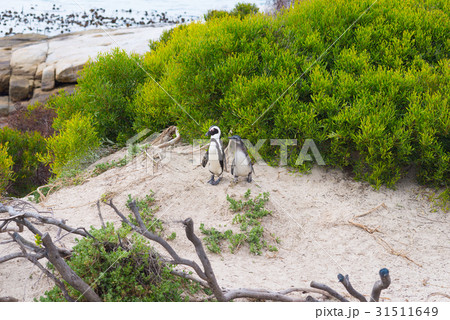 The African Penguin colon 31511649