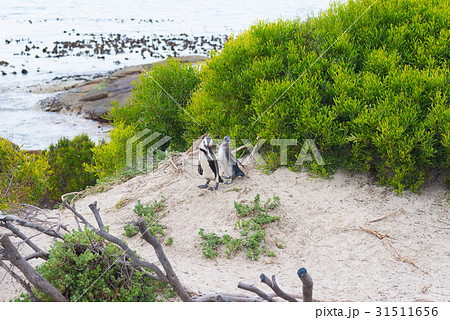 The African Penguin colon 31511656