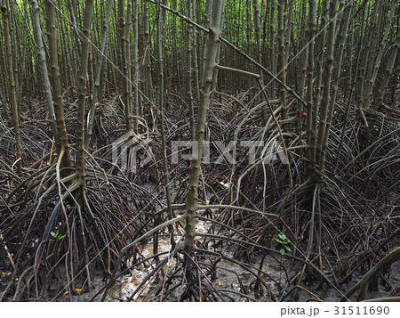 mangrove forrest mangrove forrest 31511690