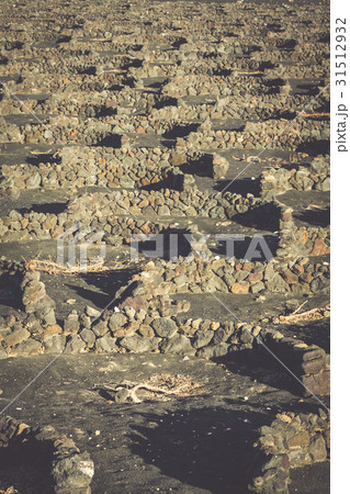 Vineyards in La Geria, Lanzarote, canary islands 31512932