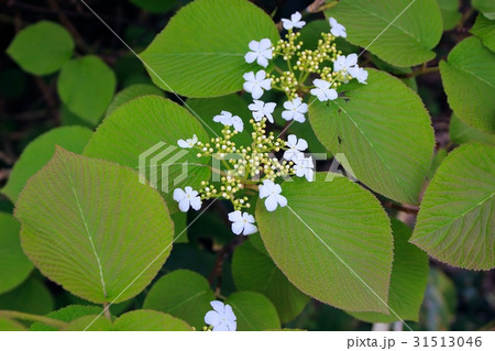 オオカメノキの花 31513046