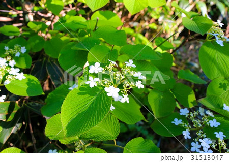 オオカメノキの花 31513047