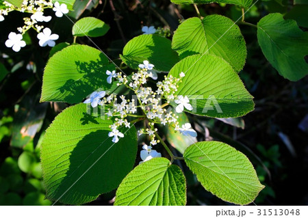オオカメノキの花 31513048