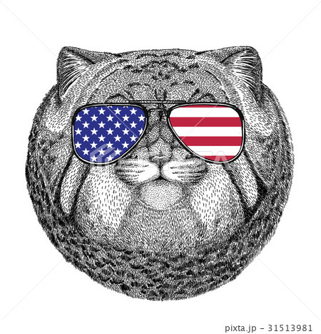 Wild cat Manul Hand drawn illustration for tattoo 31513981