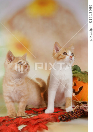 British shorthair kitten with autumn leaves 31513999