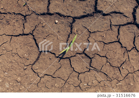 detail of a cracked earth, crack earth, crack soil detail of a cracked earth, crack earth, crack soil 31516676
