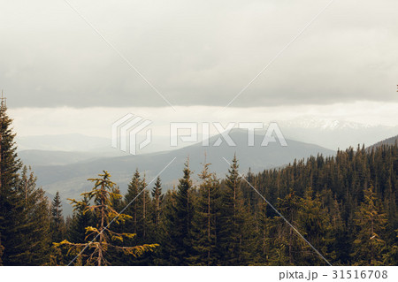 landscape in mountains Carpathians Ukraine landscape in mountains Carpathians Ukraine 31516708