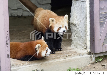 レッサーパンダ 31516791