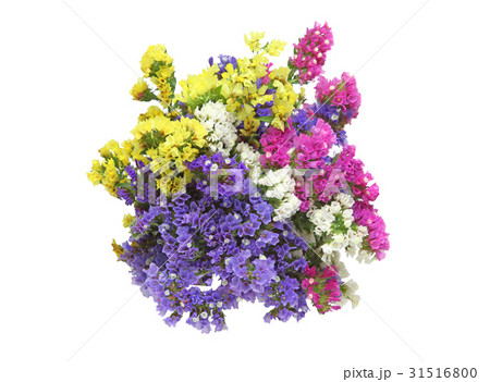 スターチスの花束 31516800
