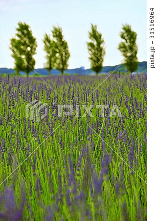 ラベンダー畑 佐倉ラベンダーランド ラベンダー畑 佐倉ラベンダーランド 31516964