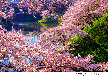桜満開　東京　皇居千鳥ヶ淵の春 31517056