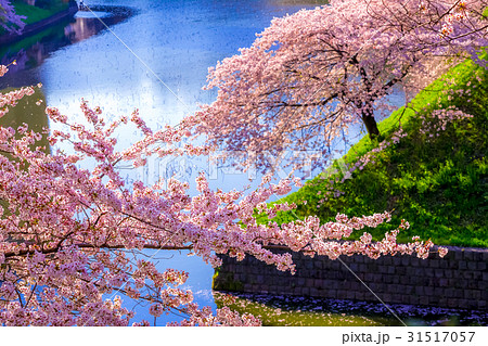 桜満開 東京 皇居千鳥ヶ淵の春の写真素材