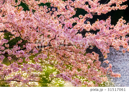 桜満開 東京 皇居千鳥ヶ淵の春 桜満開 東京 皇居千鳥ヶ淵の春 31517061