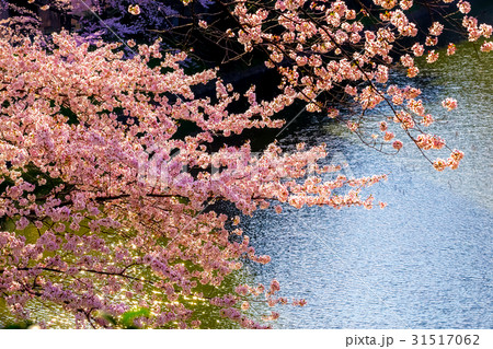桜満開　東京　皇居千鳥ヶ淵の春 31517062