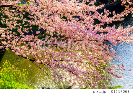 桜満開 東京 皇居千鳥ヶ淵の春 桜満開 東京 皇居千鳥ヶ淵の春 31517063
