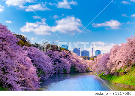 桜満開 東京 皇居千鳥ヶ淵の春の写真素材