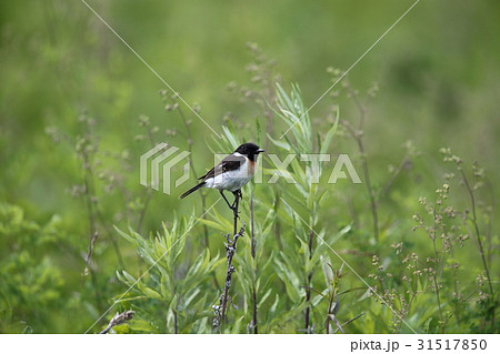 ノビタキのオス 31517850