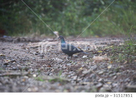 アカガシラカラスバト 31517851