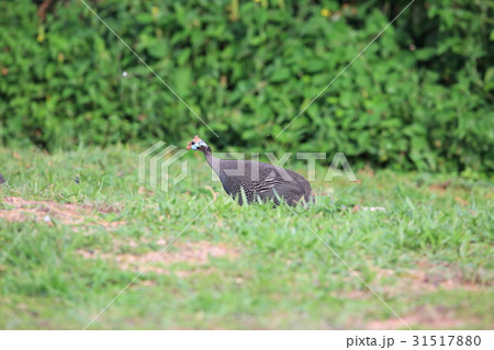ホロホロチョウ 31517880
