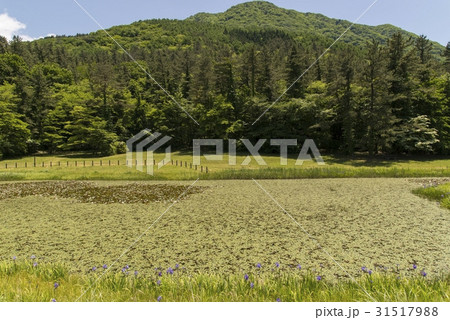 姫逃池（三瓶山） 31517988