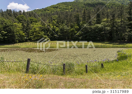 姫逃池（三瓶山） 31517989