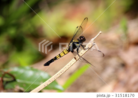 オオシオカラトンボ♀ オオシオカラトンボ♀ 31518170