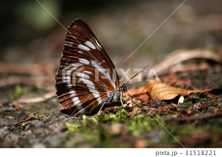 ミスジチョウ 31518221