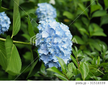 紫陽花 31518339