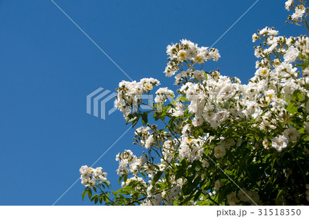 白色の野ばら 白色の野ばら 31518350