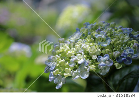 あじさい ウズアジサイ あじさい ウズアジサイ 31518534