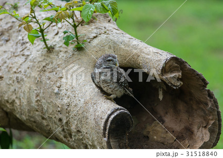Beautiful Owl bird (Spotted owlet) Beautiful Owl bird (Spotted owlet) 31518840