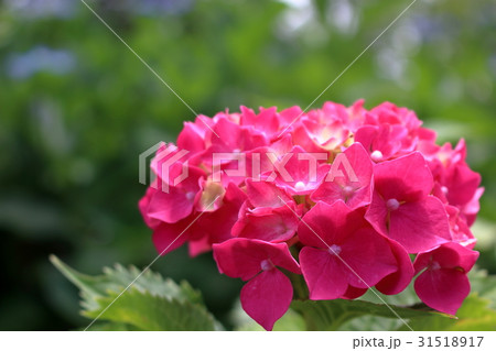 鮮やかな赤色のアジサイ 鮮やかな赤色のアジサイ 31518917
