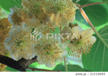 自然　植物　キウィフルーツ、五月頃きれいな白い花を咲かせますがすぐに茶色に変色します 31519085