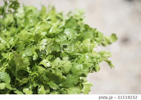 とれたてのコリアンダー 31519232
