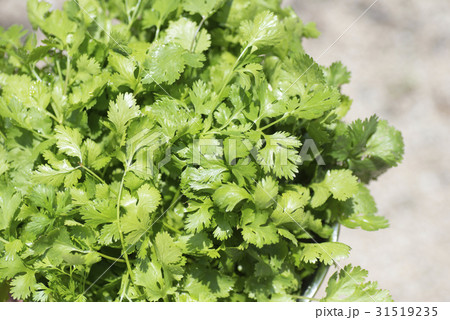 とれたてのコリアンダー とれたてのコリアンダー 31519235
