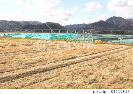 福島第一原発事故後、除染が進む福島県楢葉町の常磐自動車道近くの農地に仮置き集積された放射線汚染土 31519317